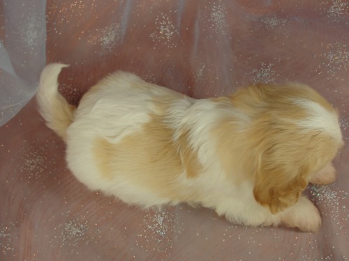 Female Cavachon Puppy for sale #17 Born January 1st, 2012